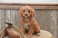 Lassie, a female Cavapoo for sale in Millmont, PA – 1 of 4