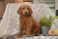 Summer, a female Goldendoodle for sale in Millmont, PA – 5 of 5