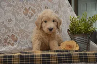 Skyler, a male Goldendoodle for sale in Millmont, PA – 1 of 4