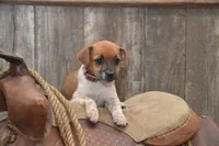 Fern, a female Jack Russell Terrier and Pug for sale in Millmont, PA – 2 of 6