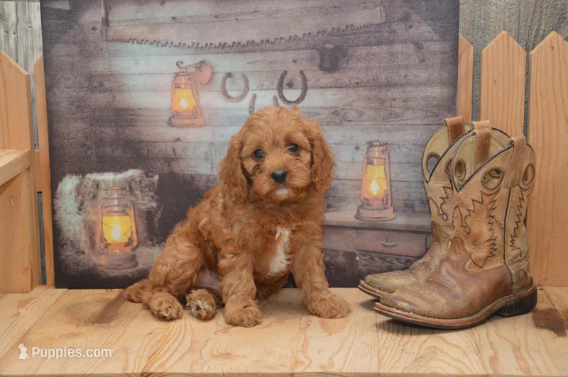 Laine – Cavapoo puppy for sale in Millmont, PA