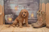 Laine, a male Cavapoo for sale in Millmont, PA – 1 of 4