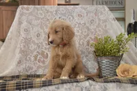 Shelby, a female Goldendoodle for sale in Millmont, PA – 4 of 6