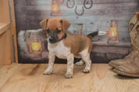 Fern, a female Jack Russell Terrier and Pug for sale in Millmont, PA – 3 of 6