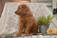 Summer, a female Goldendoodle for sale in Millmont, PA – 4 of 5