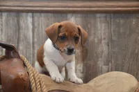 Faith, a female Jack Russell Terrier and Pug for sale in Millmont, PA – 2 of 4