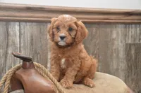 Lamont, a male Cavapoo for sale in Millmont, PA – 3 of 4