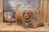 Lamont, a male Cavapoo for sale in Millmont, PA – 4 of 4
