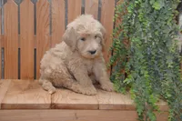 Skyler, a male Goldendoodle for sale in Millmont, PA – 4 of 4