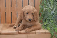 Skipper, a male Goldendoodle for sale in Millmont, PA – 2 of 5