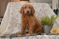 Summer, a female Goldendoodle for sale in Millmont, PA – 2 of 5
