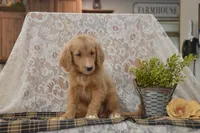 Shelby, a female Goldendoodle for sale in Millmont, PA – 5 of 6