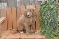 Shelby, a female Goldendoodle for sale in Millmont, PA – 6 of 6