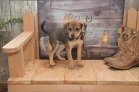 Florida, a female Jack Russell Terrier and Pug for sale in Millmont, PA – 7 of 7