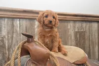 Libby, a female Cavapoo for sale in Millmont, PA – 3 of 4