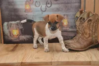 Fern, a female Jack Russell Terrier and Pug for sale in Millmont, PA – 5 of 6
