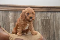 Laine, a male Cavapoo for sale in Millmont, PA – 2 of 4
