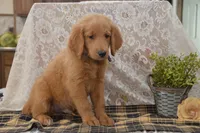 Skipper, a male Goldendoodle for sale in Millmont, PA – 5 of 5