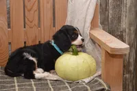 Wade, a male Cavalier King Charles Spaniel for sale in Millmont, PA – 3 of 5