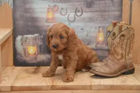 Lakoda, a male Cavapoo for sale in Millmont, PA – 7 of 7