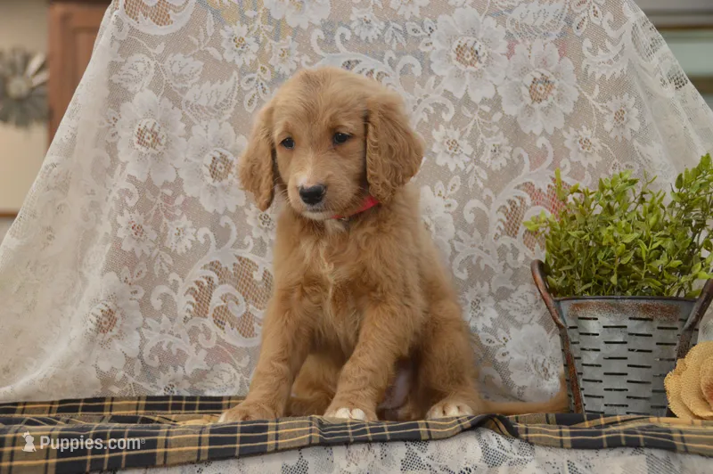 Shelby – Goldendoodle puppy for sale in Millmont, PA