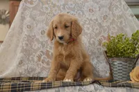 Shelby, a female Goldendoodle for sale in Millmont, PA – 1 of 6