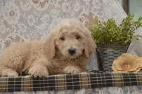 Spencer, a male Goldendoodle for sale in Millmont, PA – 3 of 5