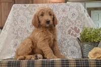Sanford, a male Goldendoodle for sale in Millmont, PA – 5 of 5