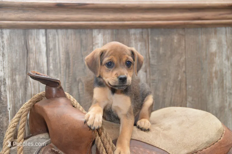 Florida – Jack Russell Terrier, Pug puppy for sale in Millmont, PA