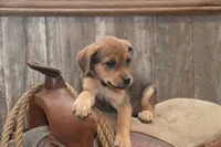 Florida, a female Jack Russell Terrier and Pug for sale in Millmont, PA – 2 of 7