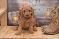 Libby, a female Cavapoo for sale in Millmont, PA – 4 of 4