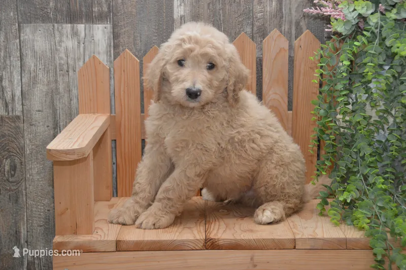 Spencer – Goldendoodle puppy for sale in Millmont, PA