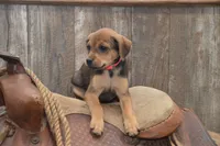 Florida, a female Jack Russell Terrier and Pug for sale in Millmont, PA – 5 of 7