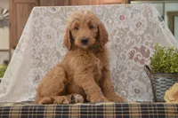Sanford, a male Goldendoodle for sale in Millmont, PA – 2 of 5