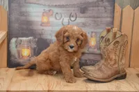 Lamont, a male Cavapoo for sale in Millmont, PA – 2 of 4