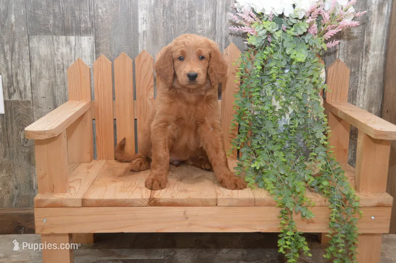 Summer – Goldendoodle puppy for sale in Millmont, PA