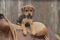 Florida, a female Jack Russell Terrier and Pug for sale in Millmont, PA – 6 of 7