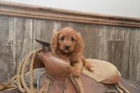 Lakoda, a male Cavapoo for sale in Millmont, PA – 5 of 7