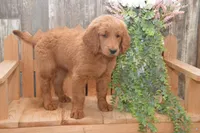 Summer, a female Goldendoodle for sale in Millmont, PA – 3 of 5