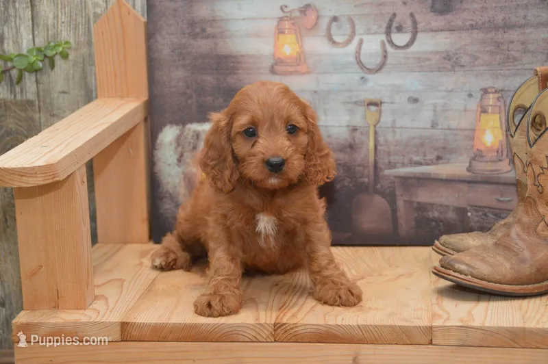 Lakoda – Cavapoo puppy for sale in Millmont, PA