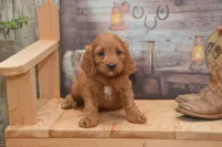 Lakoda, a male Cavapoo for sale in Millmont, PA – 1 of 7