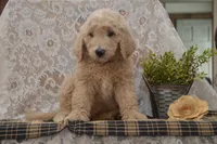 Spencer, a male Goldendoodle for sale in Millmont, PA – 4 of 5