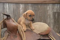 Fletcher, a male Jack Russell Terrier and Pug for sale in Millmont, PA – 2 of 5
