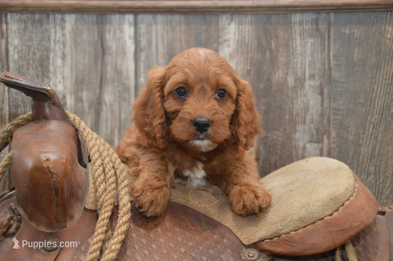 Lucas – Cavapoo puppy for sale in Millmont, PA