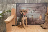 Florida, a female Jack Russell Terrier and Pug for sale in Millmont, PA – 3 of 7