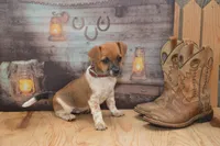 Fern, a female Jack Russell Terrier and Pug for sale in Millmont, PA – 6 of 6