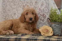 Sanford, a male Goldendoodle for sale in Millmont, PA – 3 of 5