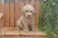 Skyler, a male Goldendoodle for sale in Millmont, PA – 3 of 4