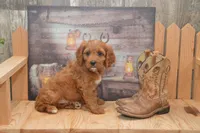 Lucas, a male Cavapoo for sale in Millmont, PA – 3 of 4