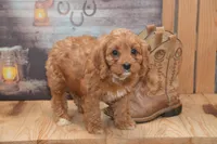 Lassie, a female Cavapoo for sale in Millmont, PA – 2 of 4